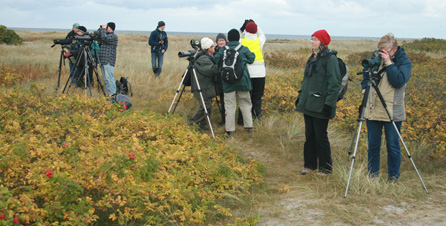 Falsterbo. Foto: Mats Olsson